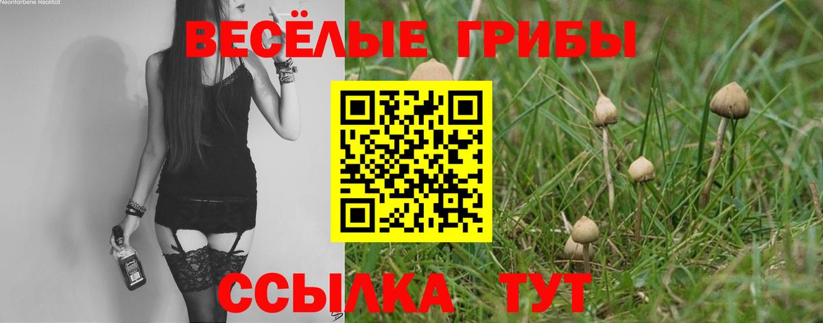 закладка  Вход с VPN  Коркино  Псилоцибиновые грибы Psilocybine cubensis 